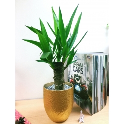 1 Spineless Yucca Elephantipes Luxury Table Plant @ Gold Ceramic Pot Silver Top Dressing