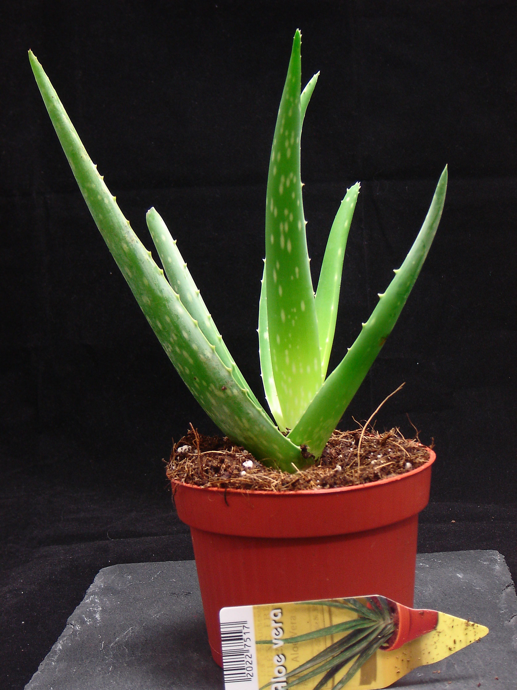 EVERGREEN ALOE VERA IN POT MEDICINAL INDOOR OUTDOOR HOUSE PLANT AGOVE